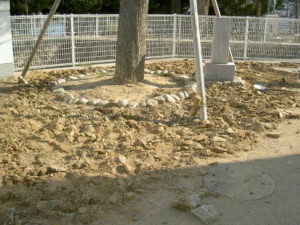 治療前のヒマラヤスギ